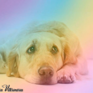 Cromoterapia Veterinária