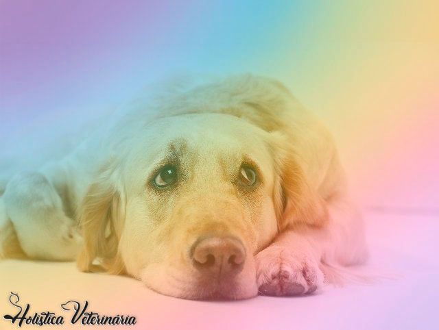 Cromoterapia Veterinária